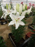 [5559 PO62 Severn No01.JPG]